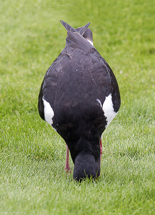 Oyster Catcher adult